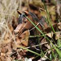 Cheval dans la nature 