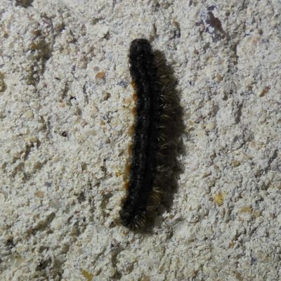 La Lithosie complanule (Eilema lurideola)