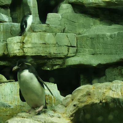 Un aquarium, l'immeuble ayant été le plus haut du monde, le haricot et la pizza made in Chicago