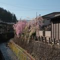 Sakura de Takayama