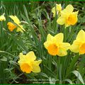 Les jonquilles font le spectacle dans le jardin de Berchigranges [88640 Granges-Sur-Vologne]