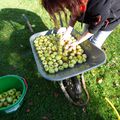 Nettoyage des pommes de Keraudic