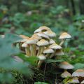 Champignons en foret de Blois