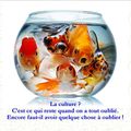 LA CULTURE... DU POISSON ROUGE