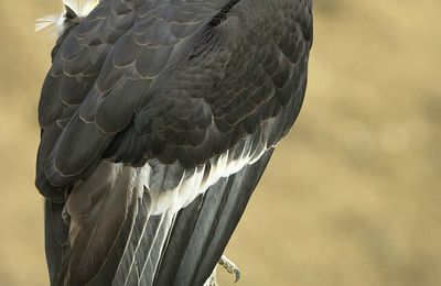 Le condor bientôt réintroduit au nord de la Californie