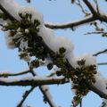 Floraison des arbres fruitiers  