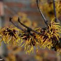 Des arbustes à la floraison originale en hiver...