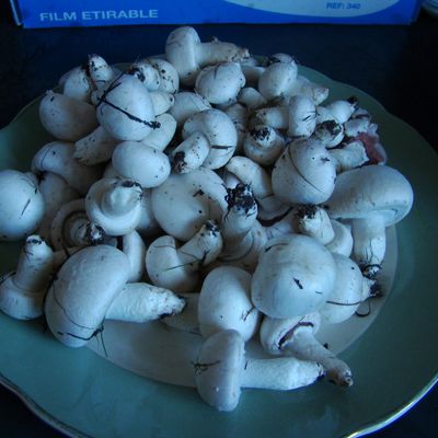 J'ai trouvé des champignons