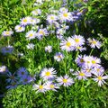 De nouvelles fleurs au jardin