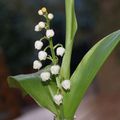 histoire de muguet