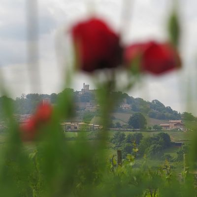 Au travers des coquelicots