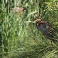 Héron pourpré - ardea purpurea