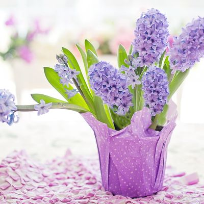 L'odeur inoubliable de la Jacinthe