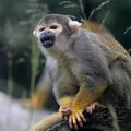 THOIRY - Un singe en colère 