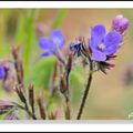 ANCHUSA