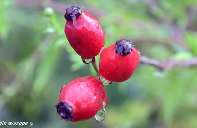 L'Eglantier utilisé comme porte-greffe pour les rosiers...