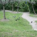 Manif de pigeons bizet