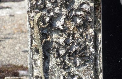 Le Parcours des animaux du 2 août 2024 à Faux-la-Montagne (Creuse) (1)