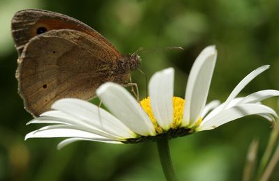 Le papillon "Moiré des fétuques"