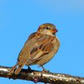 Moineau domestique femelle