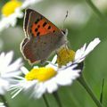 Lycaena phlaeas Cuivré commun, Bronzé Papillon