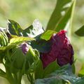 Une fleur au jardin.