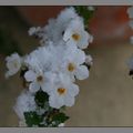 7 fleurs sous la neige
