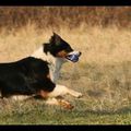 Dogs, ball and Sun !!!