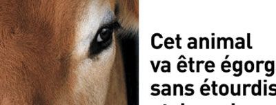 Contre l'abattage rituel !!