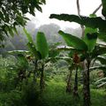 Forêt primaire et ossements humains