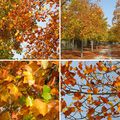 Impressions d'automne