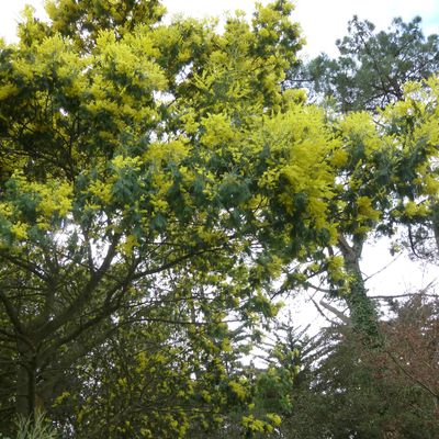 MIMOSAS DE L ILE DE RE