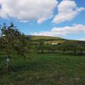 Pommes...au mont St-Hilaire