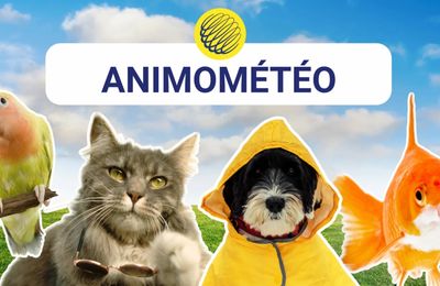 Application AnimoMétéo pour vos animaux de compagnie !! (1er avril)