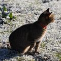 minou a repéré quelque chose ... elle grogne !