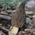 Les Morilles de mon jardin et mes poules