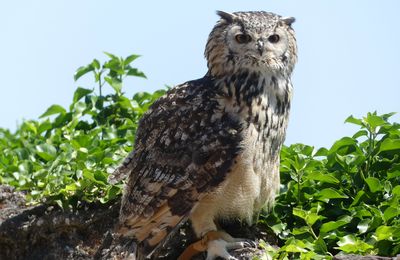 Séjour printanier en Alsace - Kintzheim - Découverte de la Volerie des Aigles