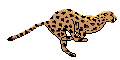 le joli léopard