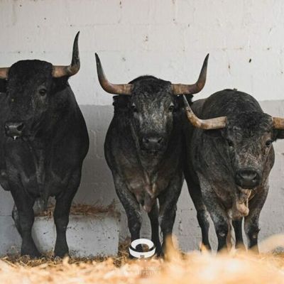 2025 - PRIX ET TROPHÉE - Feria du Taureau de Pampelune