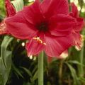 Que l'Amaryllis refleurisse !