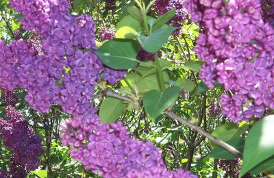 Jardin en fleurs