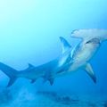 Le grand requin marteau