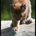Bébés lynx