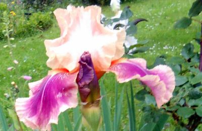 toujours la saison des iris