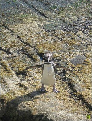 Le manchot derrière le pingouin