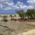 mangrove suite