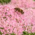 SEDUM "HERBSTFREUDE"