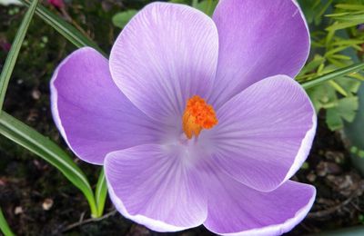 Crocus et jacinthe