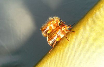 dans les jardins suspendus