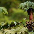 Toucanet à ceinture bleue